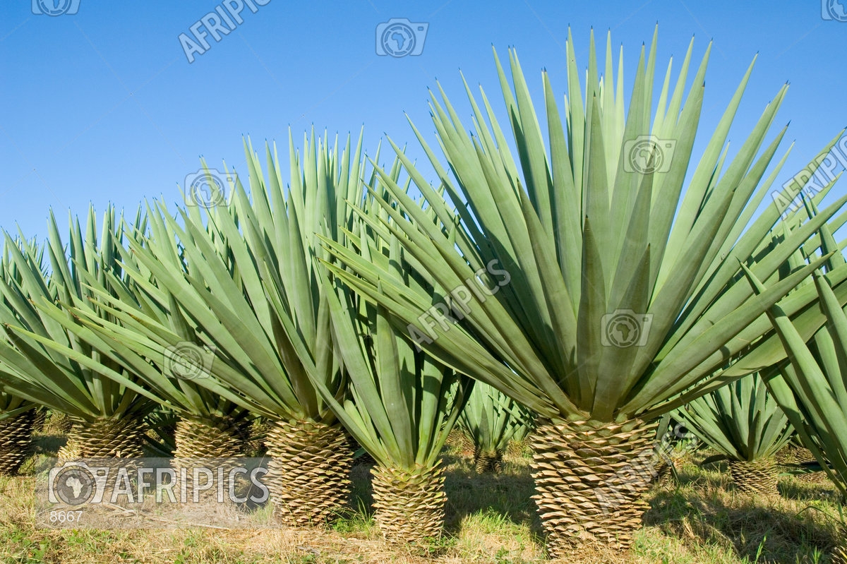 AFRIPICS - Sisal plants, Agave sisalana, being grown commercially