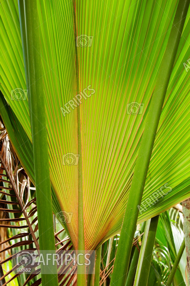 AFRIPICS - The Coco de Mer palm (Lodoicea maldivica) leaf