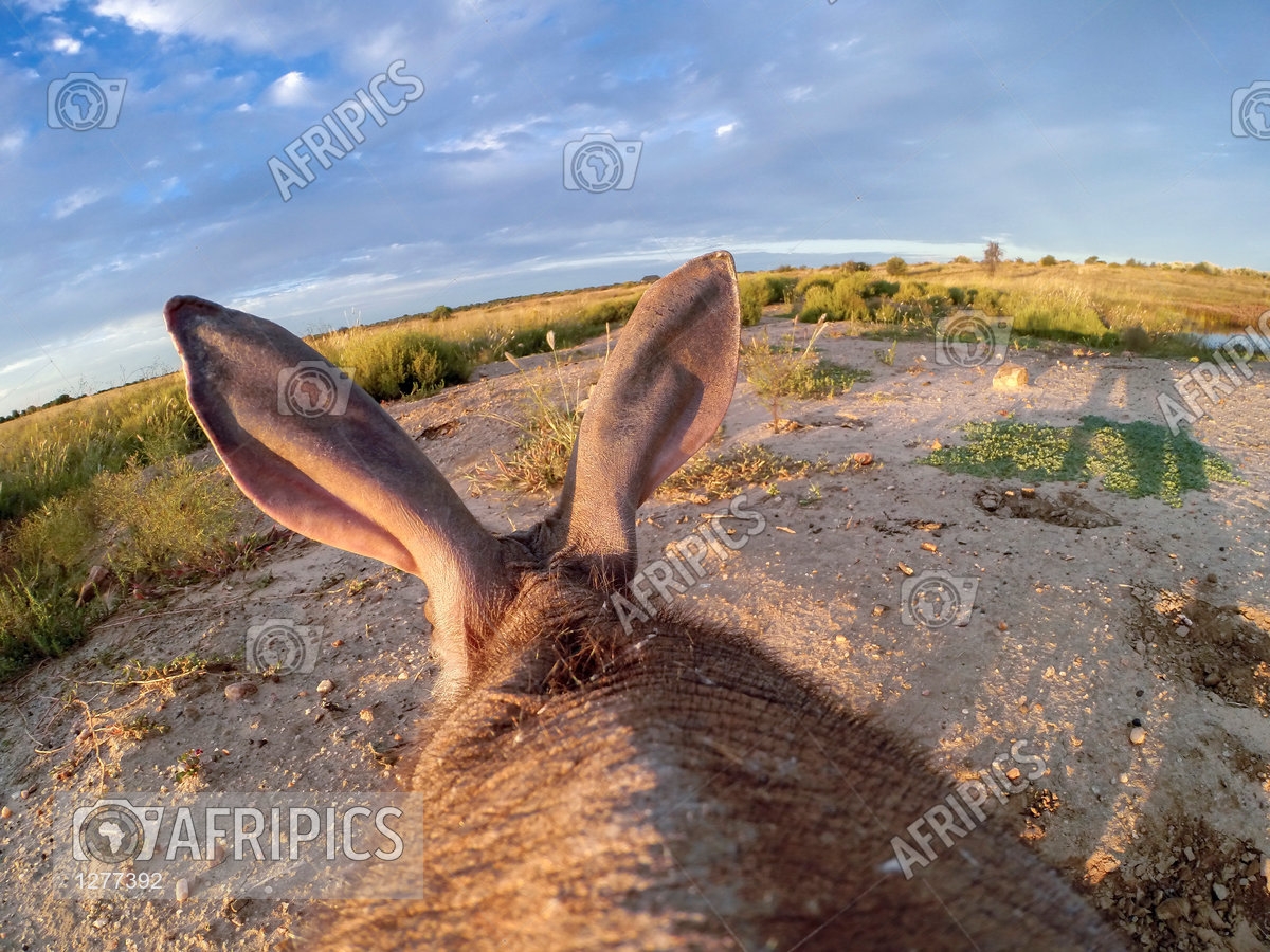 AFRIPICS - The Aardvark or Antbear is a burrowing, nocturnal animal native  to Africa